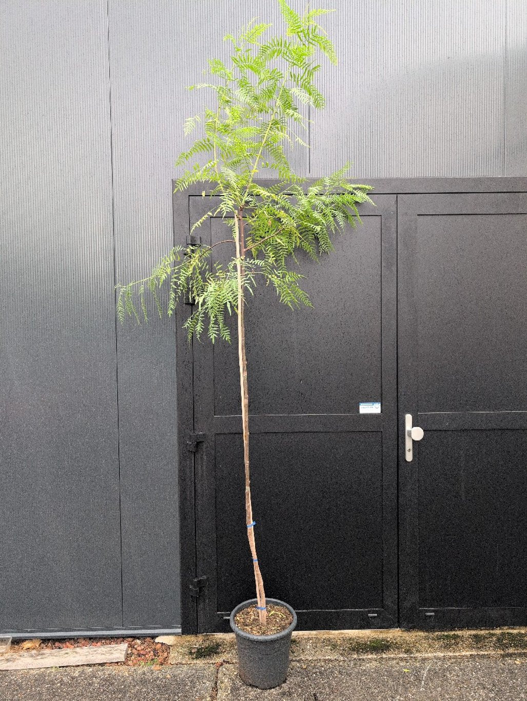 Schinus molle - C15 200-250 CM